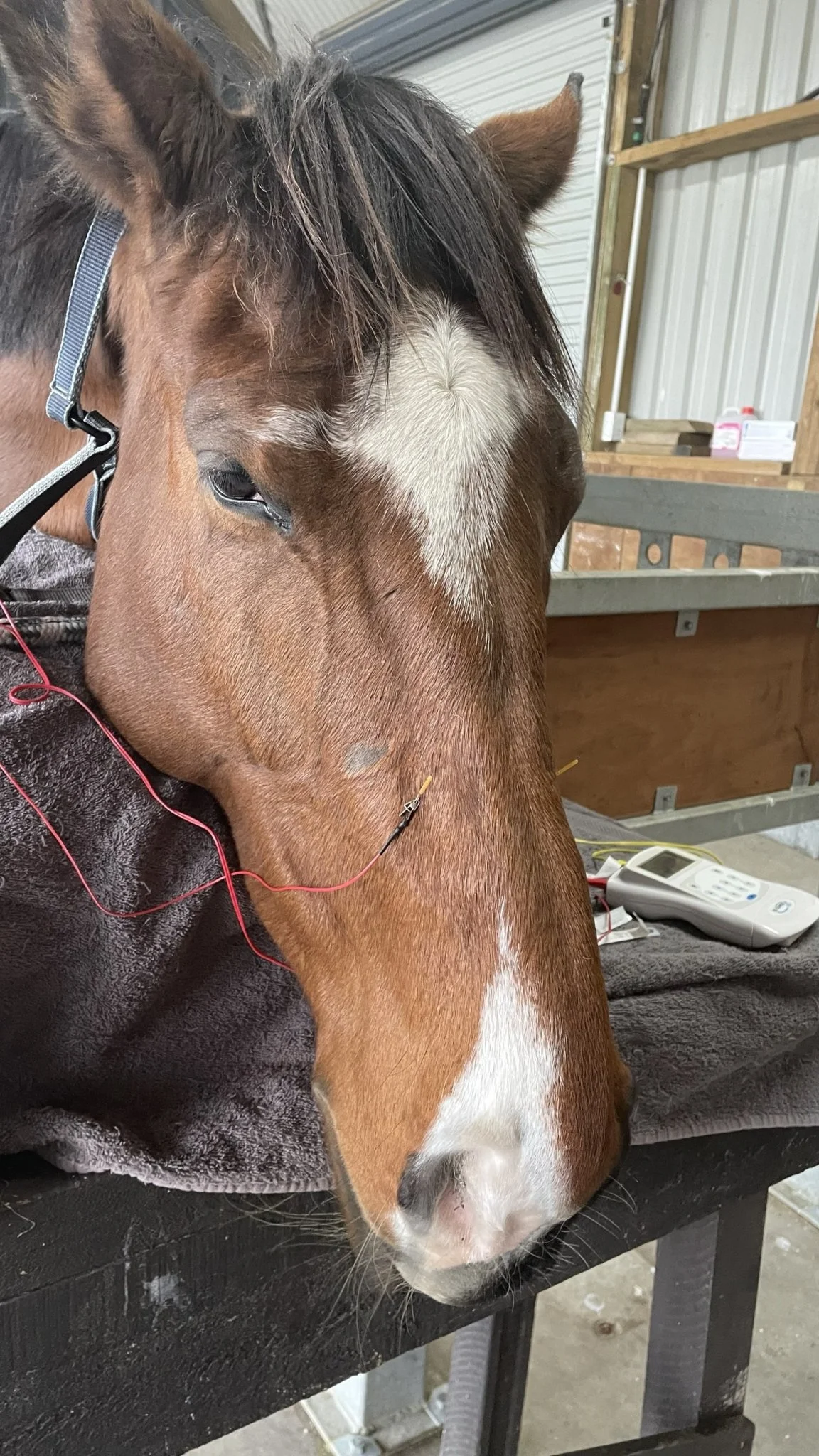 A New Procedure for Equine Head Shaking Syndrome