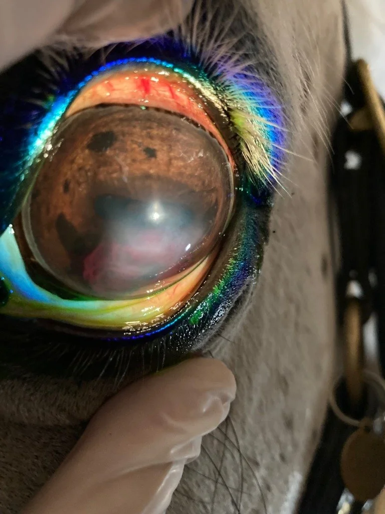 Eye See a Problem