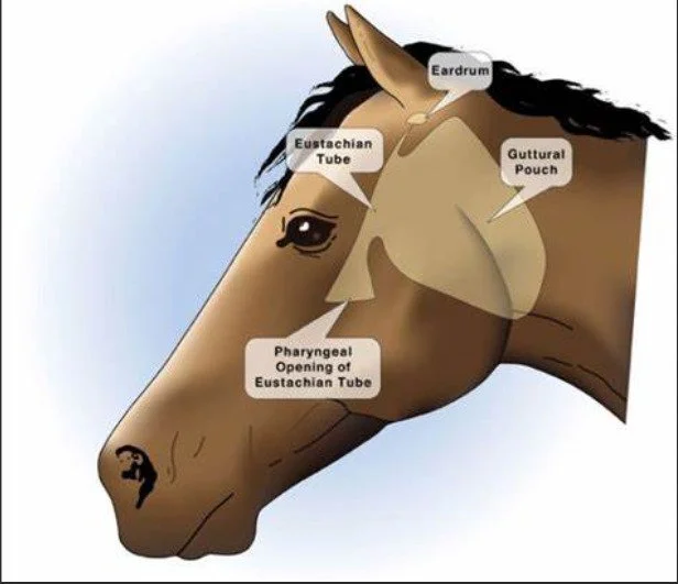 An Odd Swelling