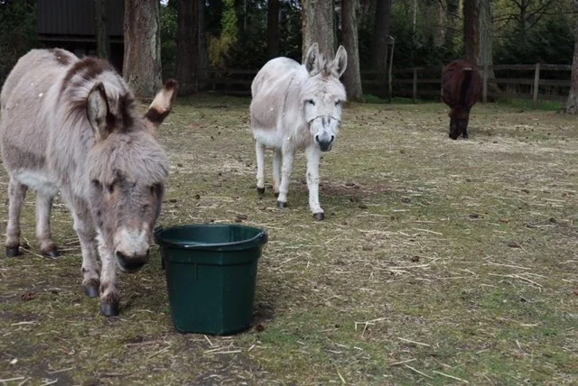 A Donkey Feature!