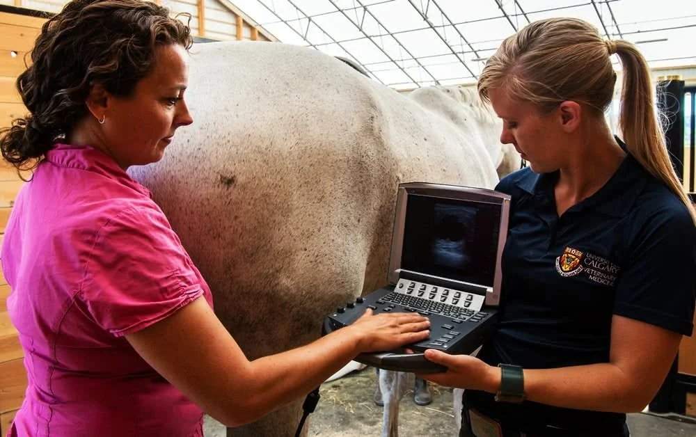Two women conducting an ultrasound on a large animal in a veterinary clinic or farm setting.