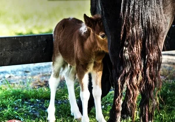 Breeding Your Mare