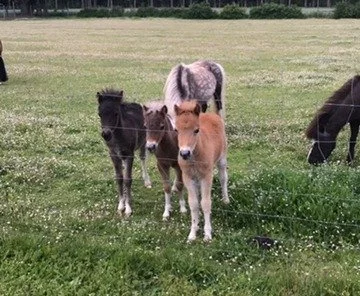 Minis!