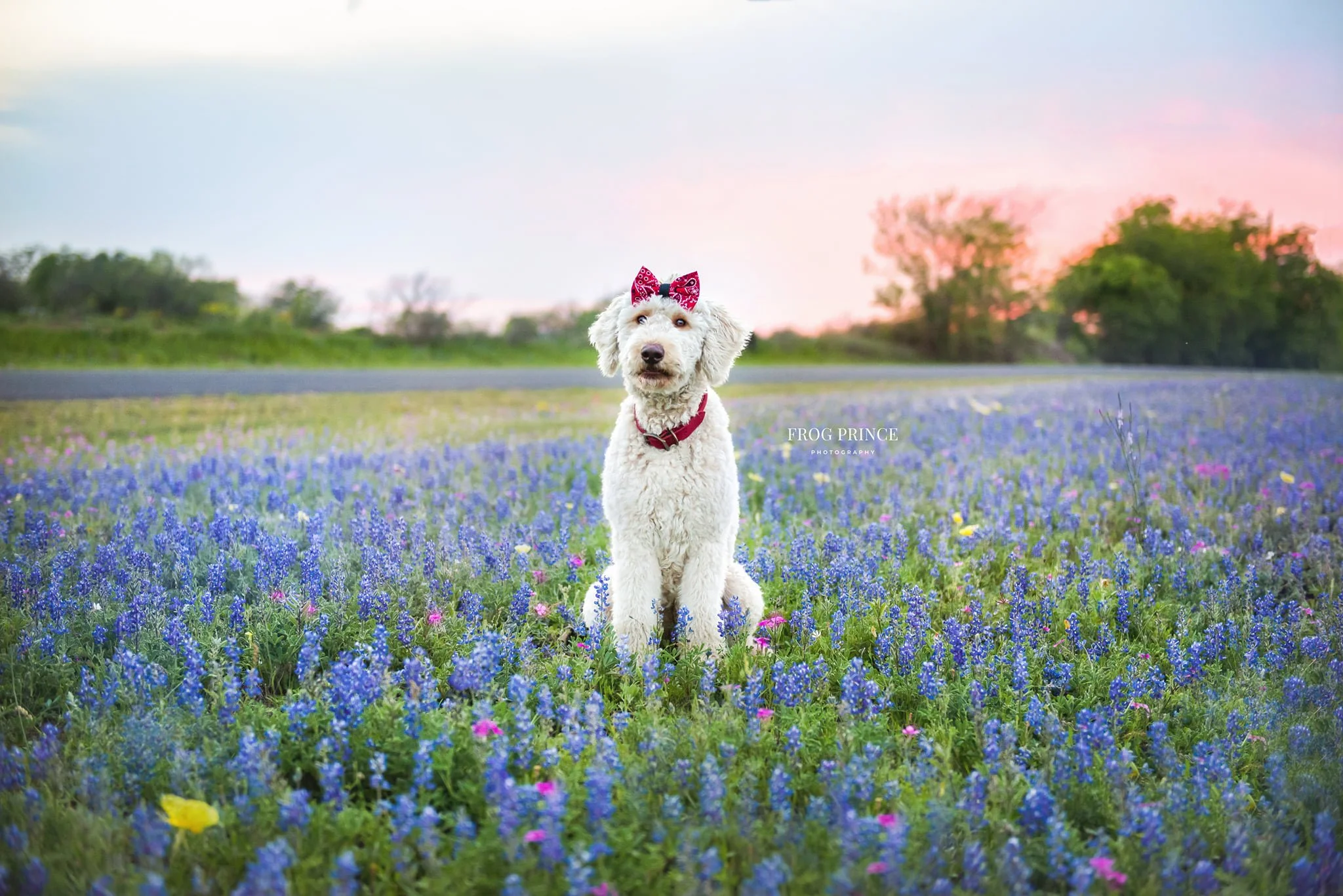 texas-hill-country-bluebonnet-pet-portrait.jpg (Copy)