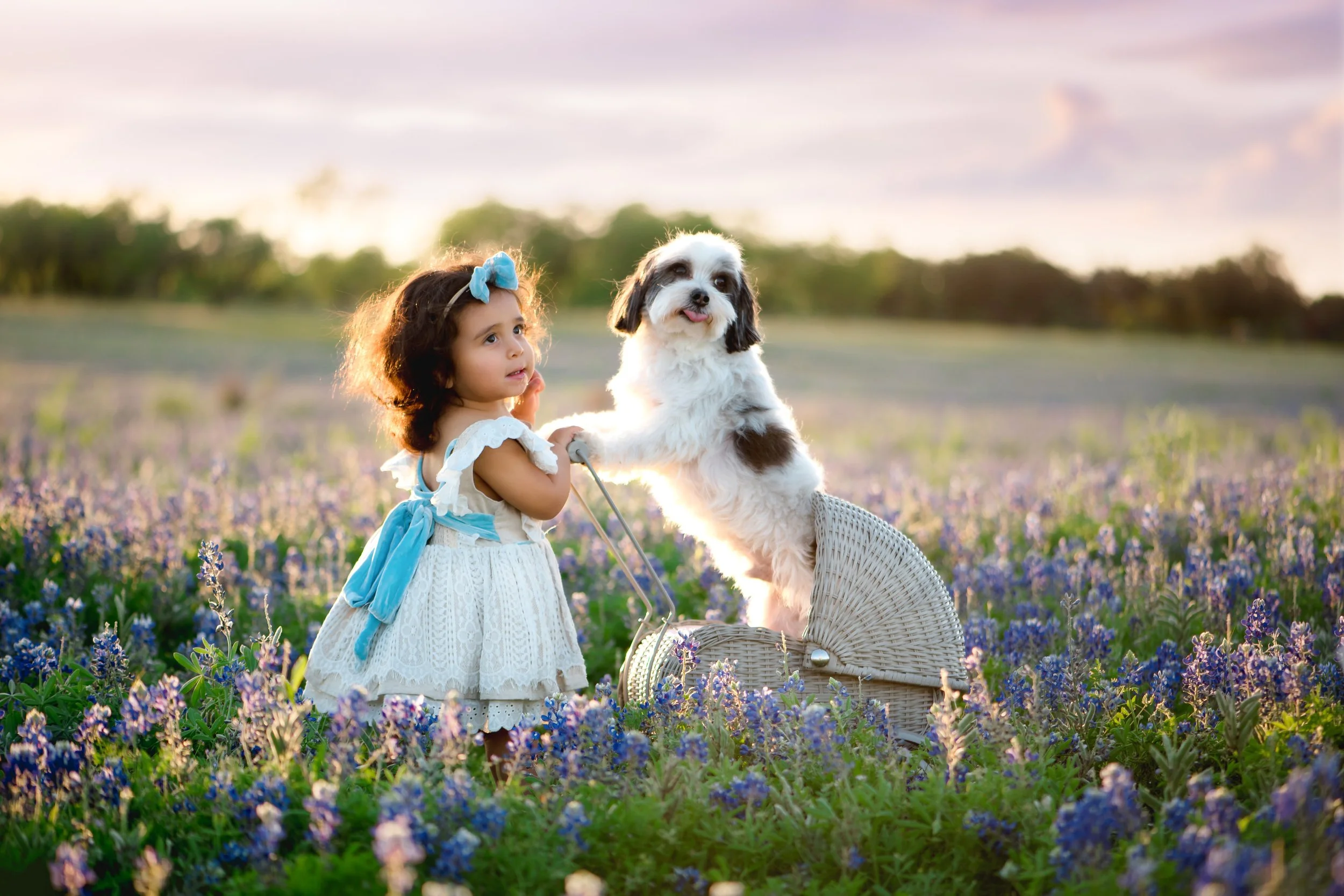 A young girl with brown hair, wearing a white dress with blue accents, standing in a field of purple flowers with a small fluffy dog on a bicycle cart, both looking at the camera during sunset.