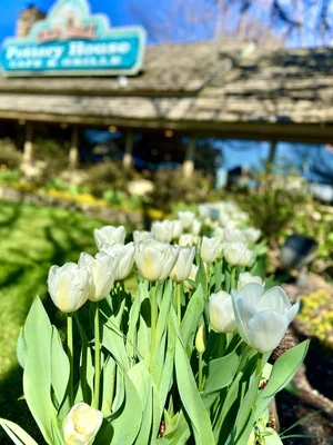 2021_Spring+Flowers_jp_0011.webp