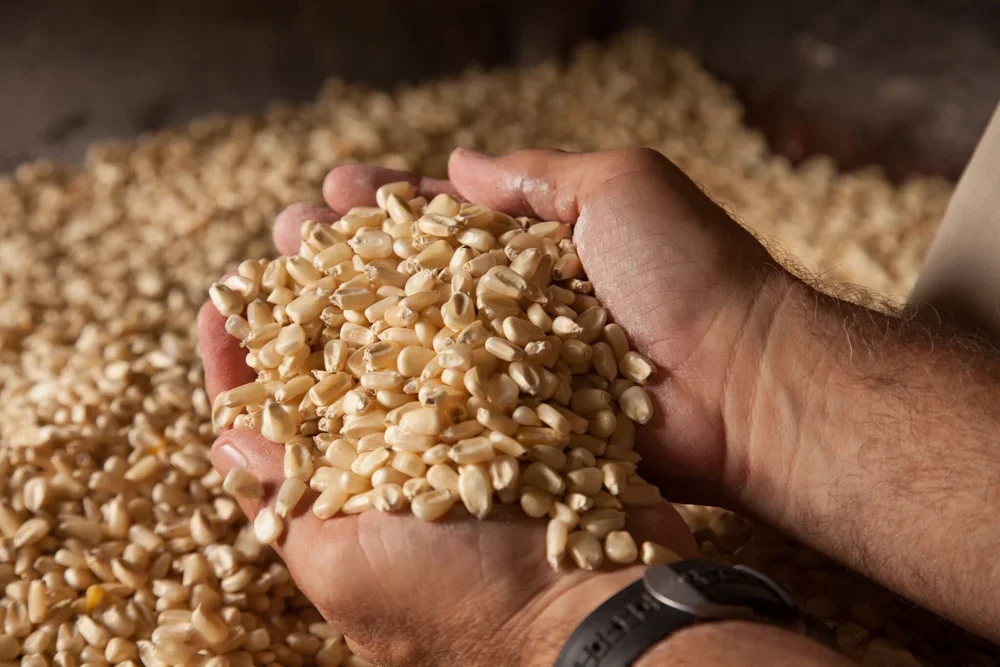 corn+in+millers+hands.webp