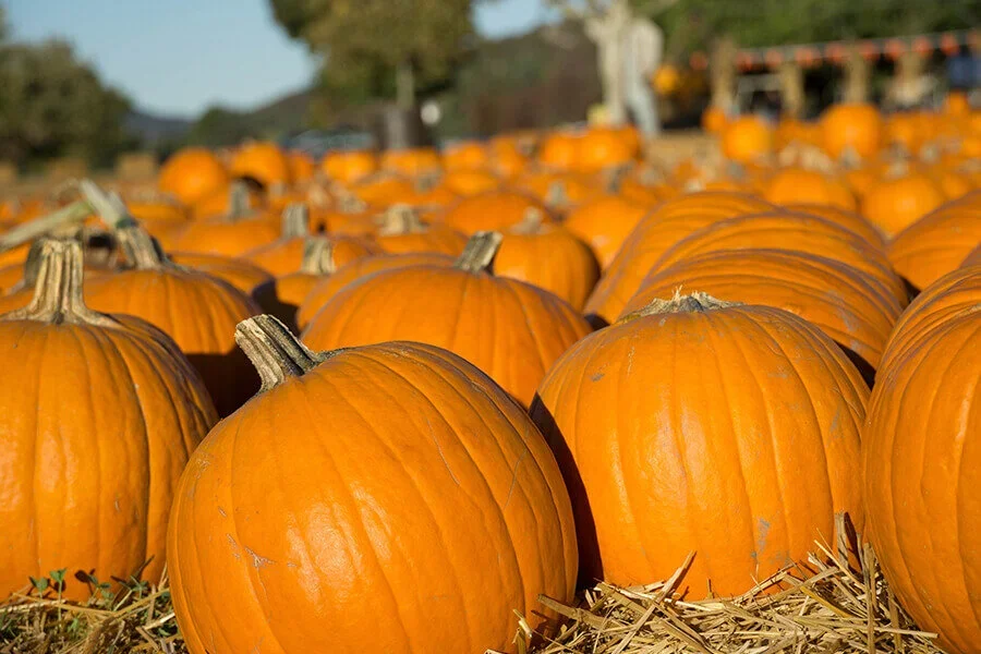 All Things Pumpkin