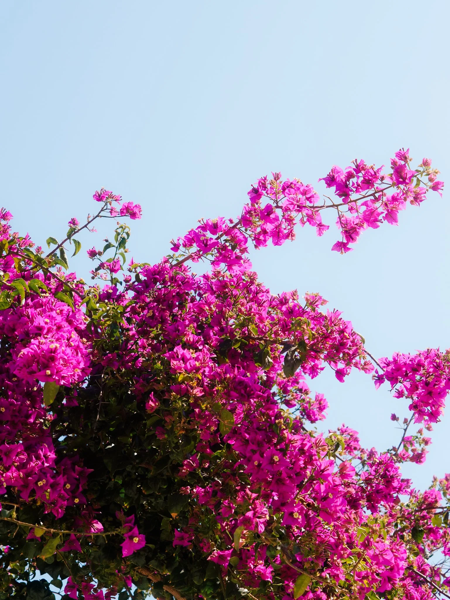 Knoppen en bloemen van een pinke bougainvillea plant tegen een heldere blauwe lucht.