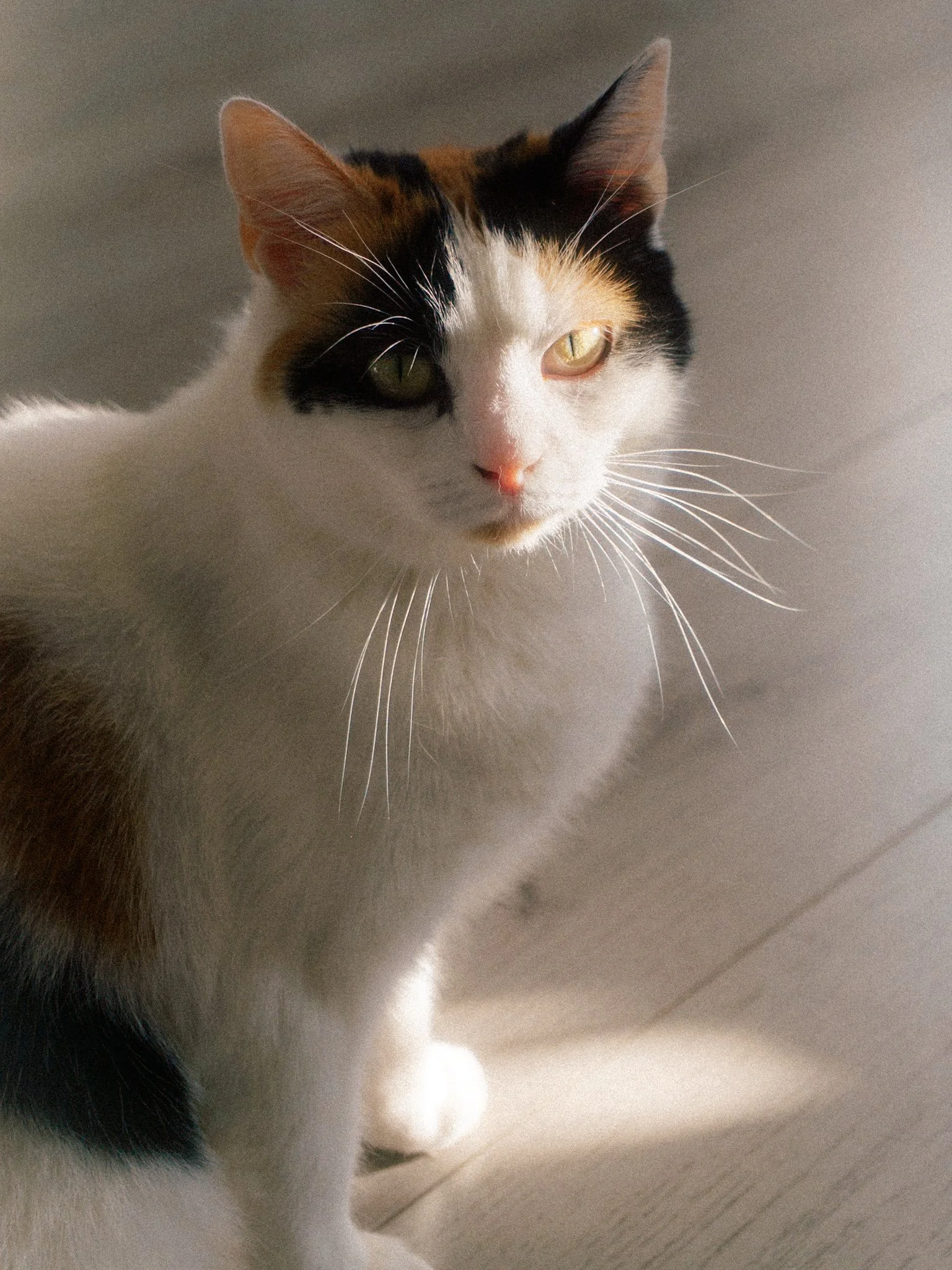Dit is een close-up foto van een kat met kalmerende licht en een tricolore vacht, die op een houten vloer ligt.