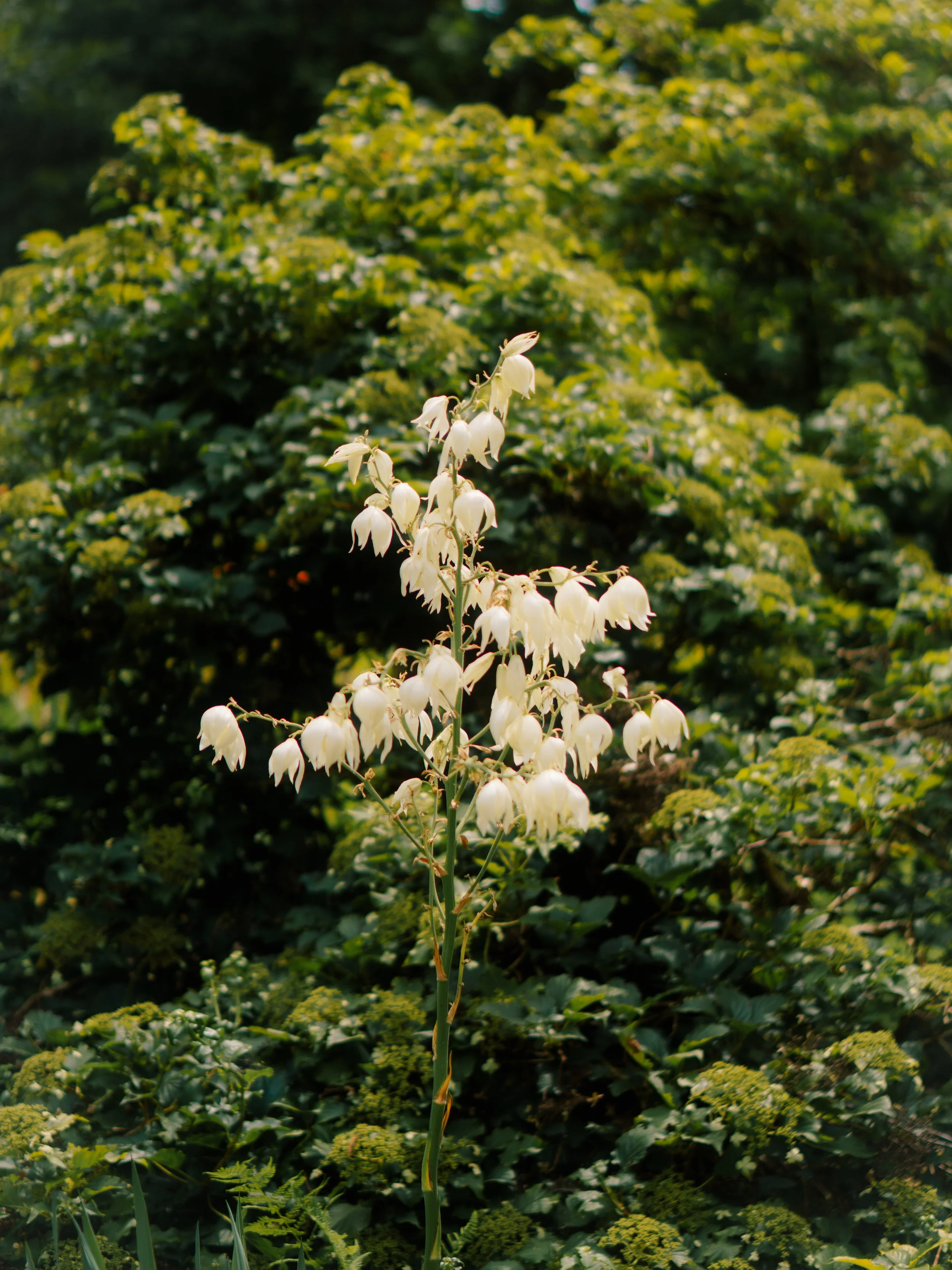 DSC09050.jpg