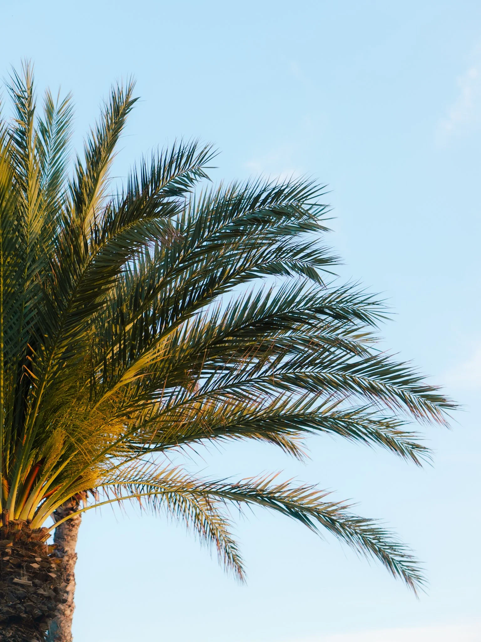 Een close-up van een palmboom met een heldere blauwe lucht op de achtergrond.