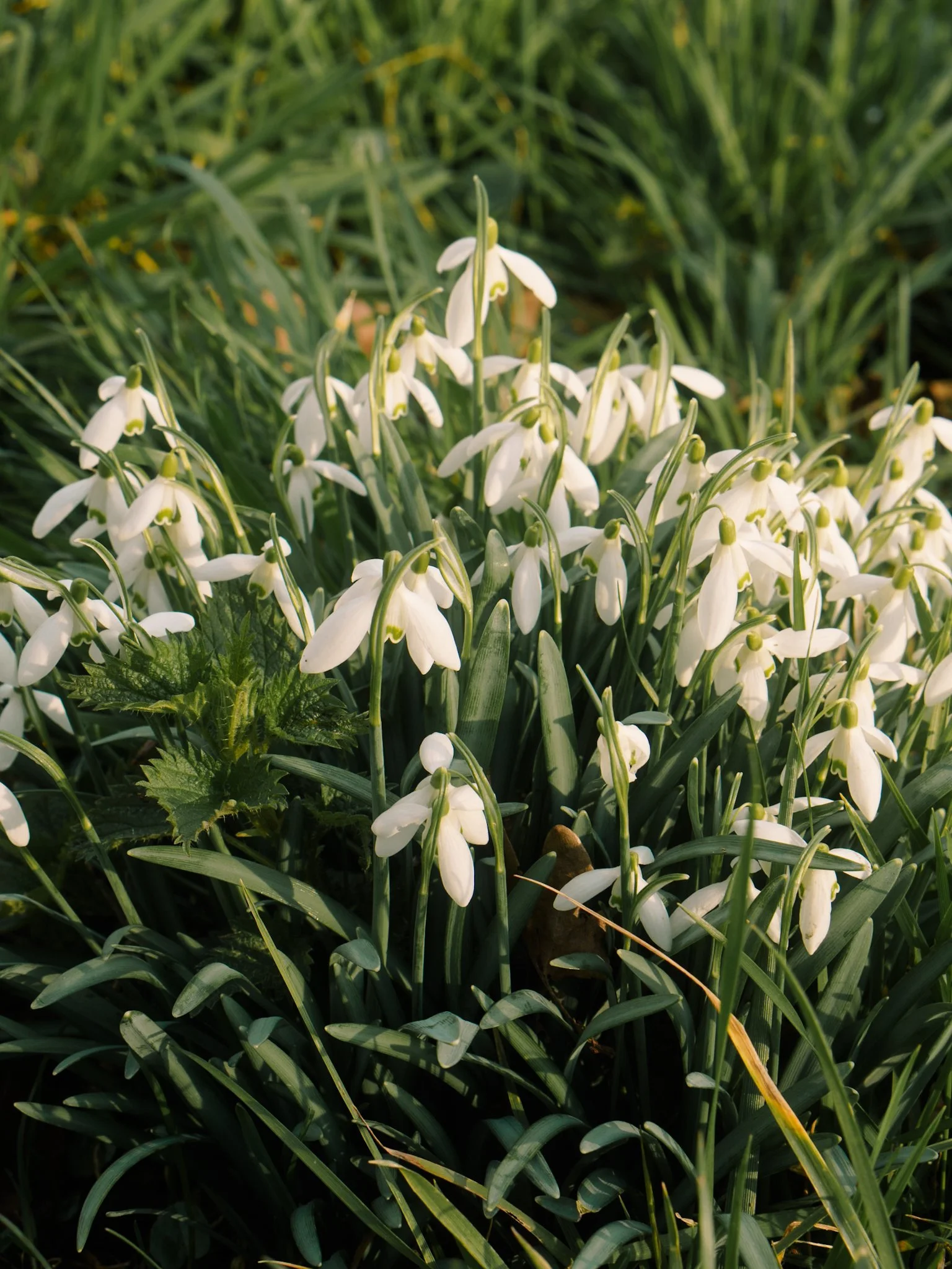 Bijsprings bloemen in een groen veld.