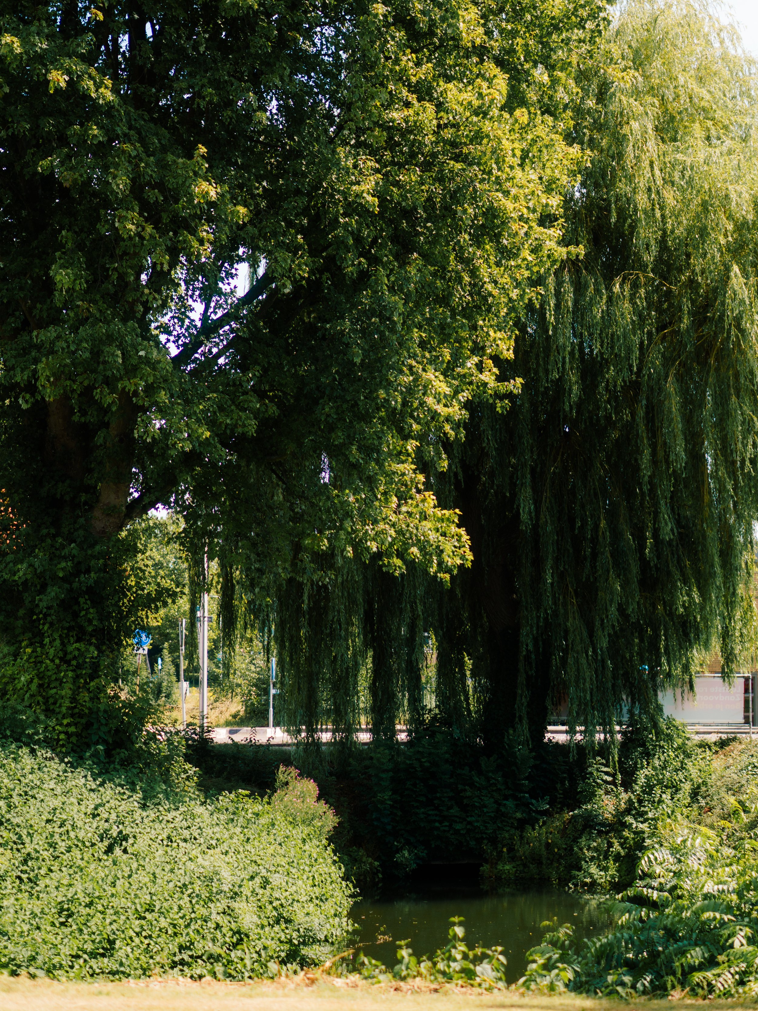 DSC08881.jpg