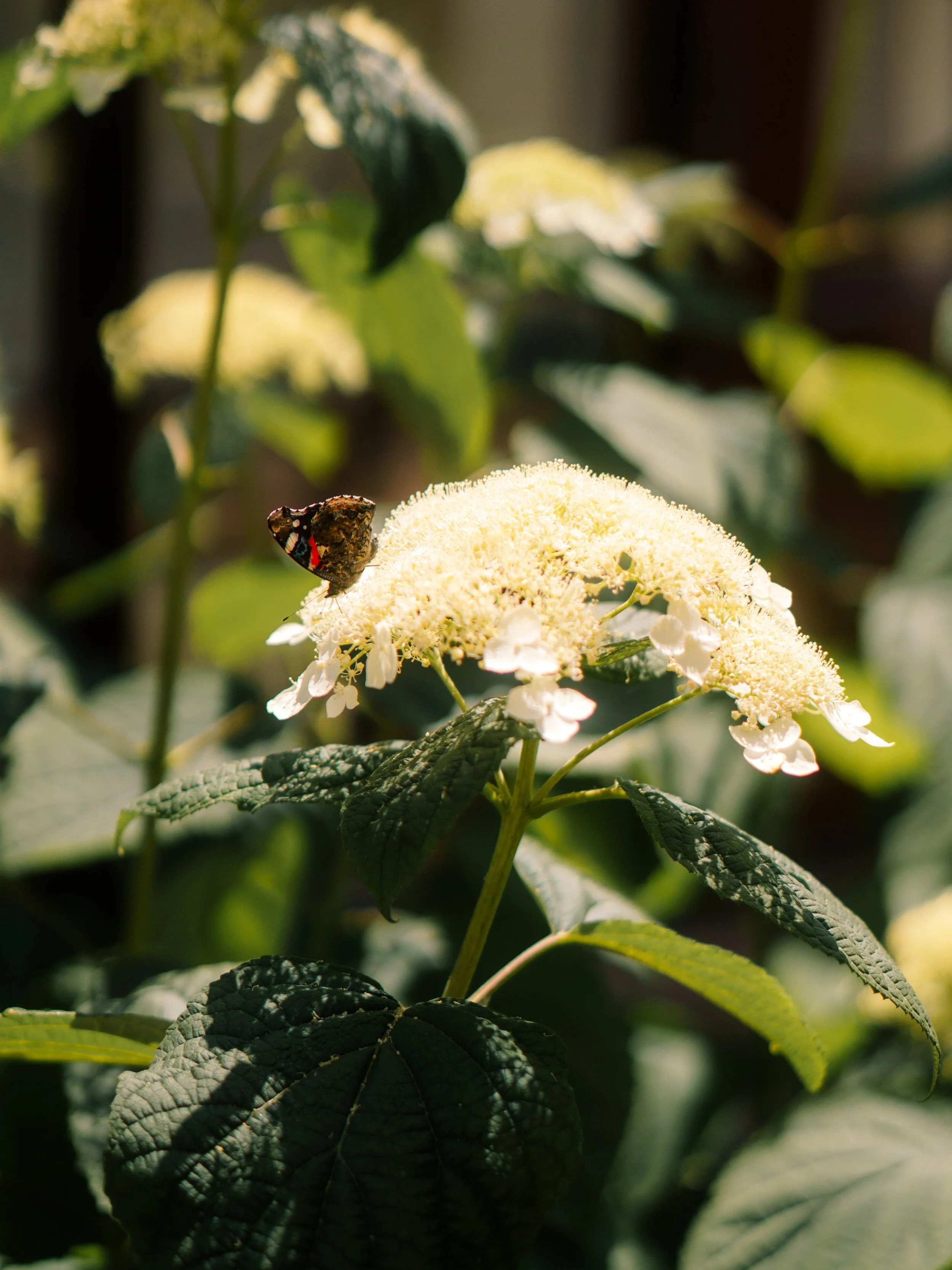 DSC08870.jpg
