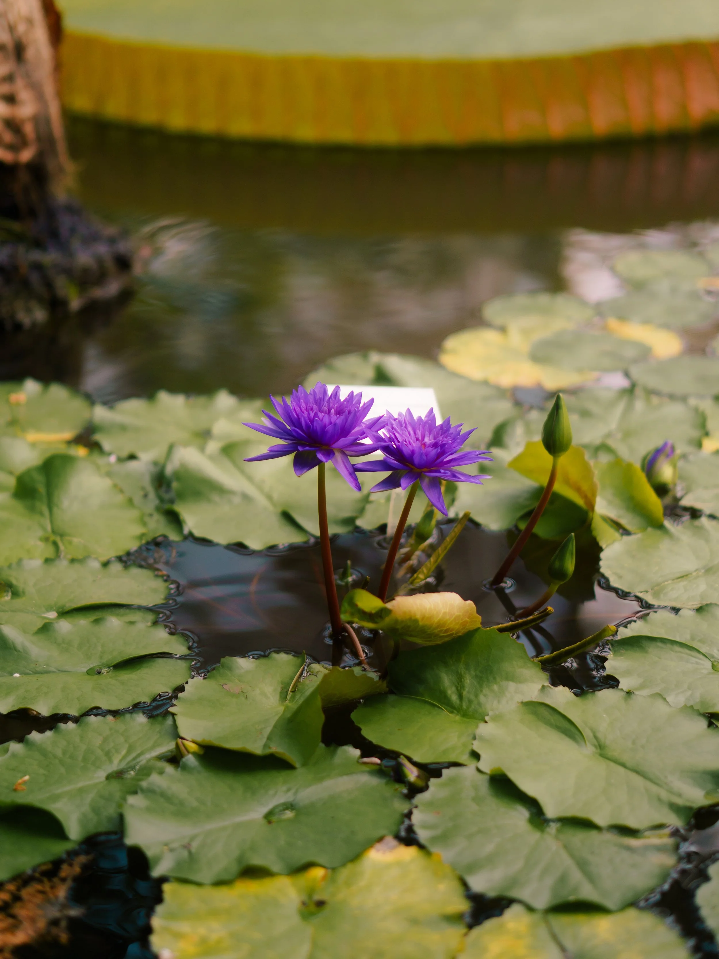 DSC08477.jpg