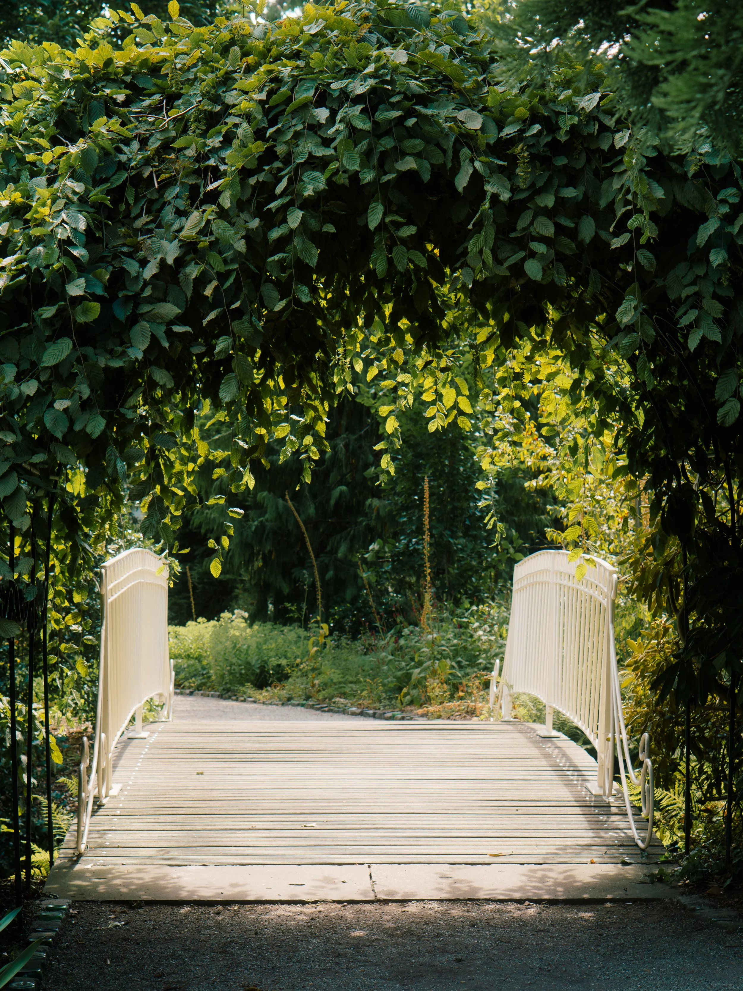 A garden pathway leading to a white gate, surrounded by lush greenery and a leafy arch overhead.