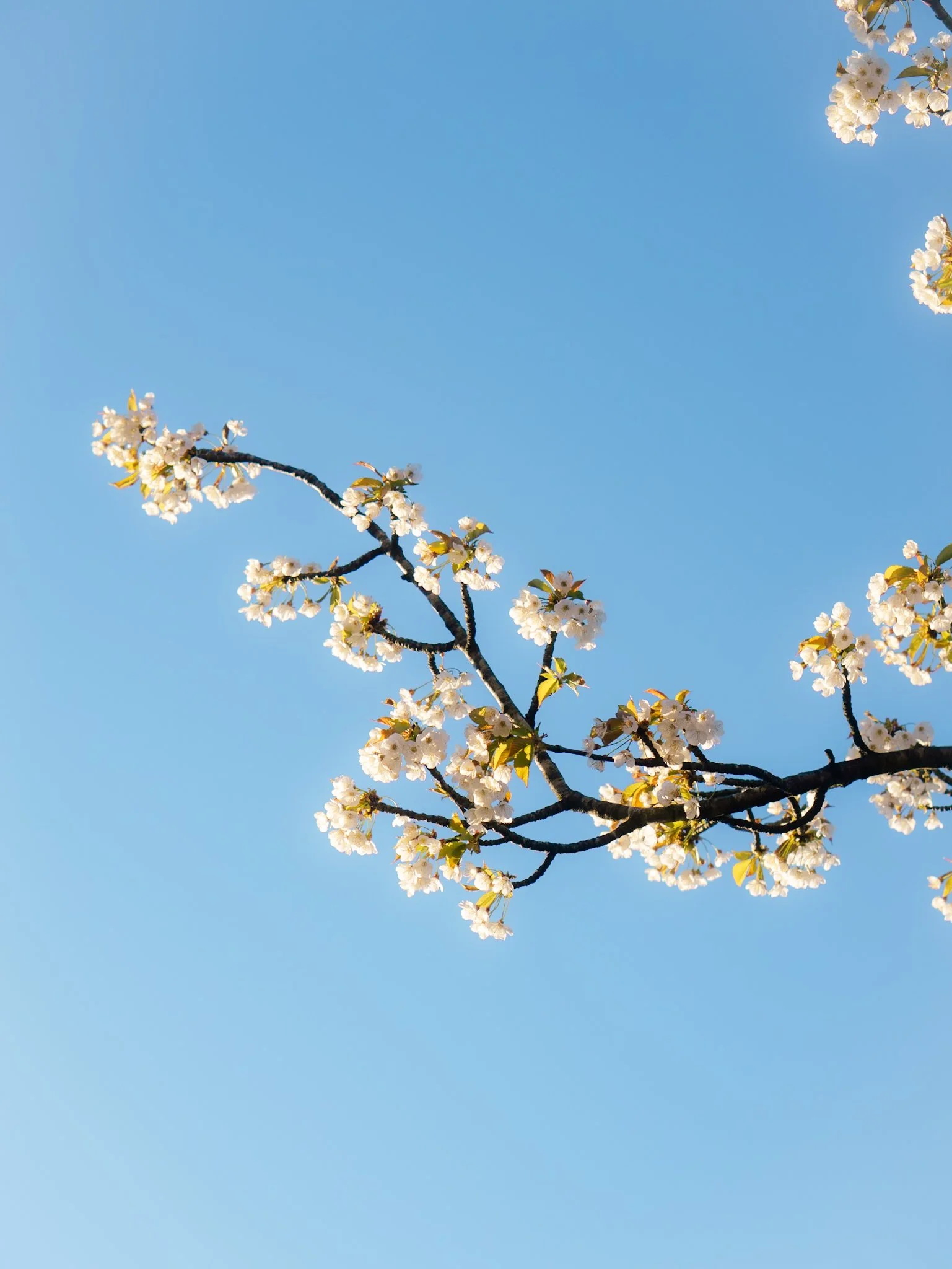 Blauwe lucht met witte bloesems aan een tak.