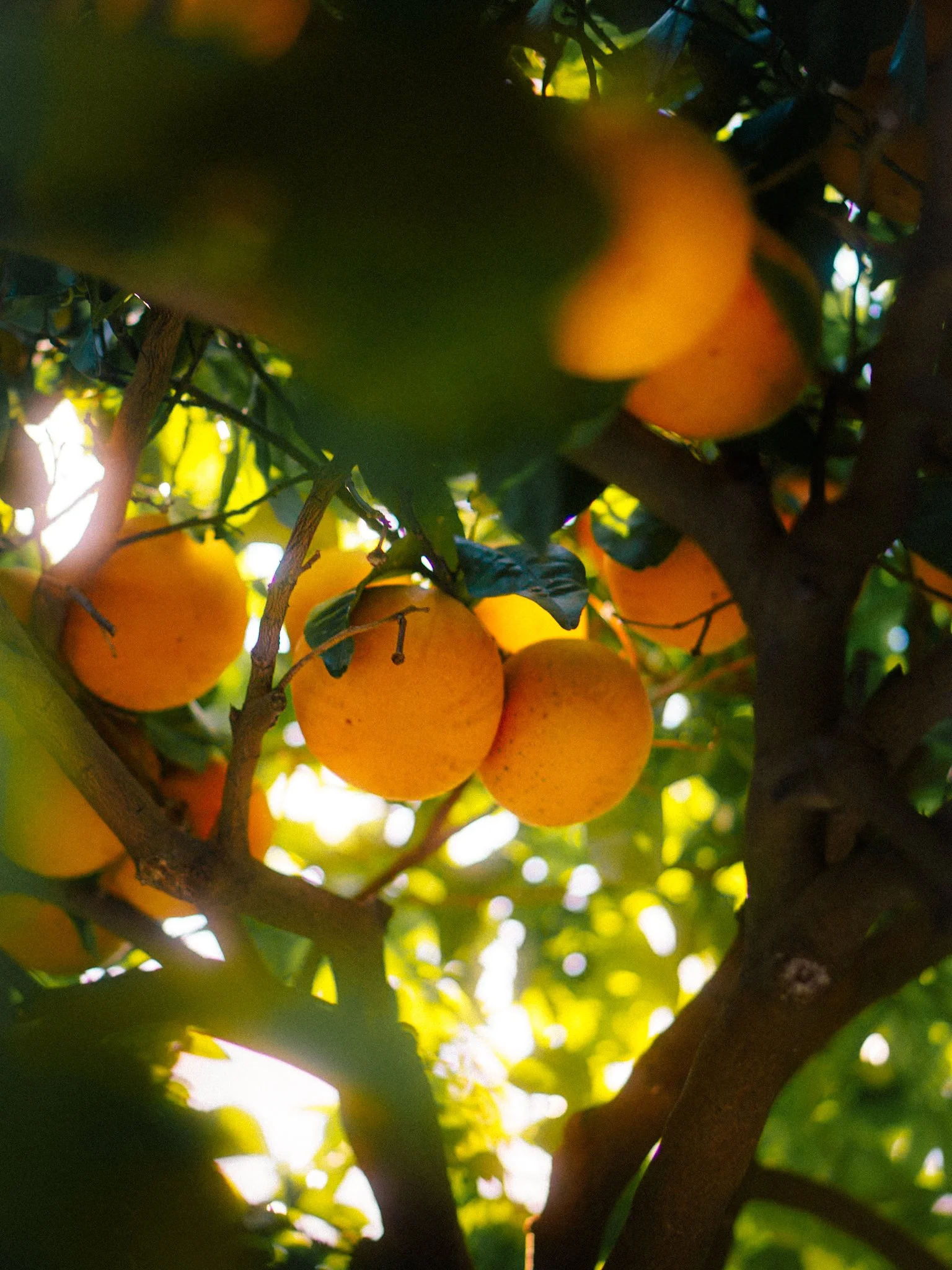 Oranje appels hangen aan een boom met groene bladeren, met zonlicht dat door de takken schijnt.