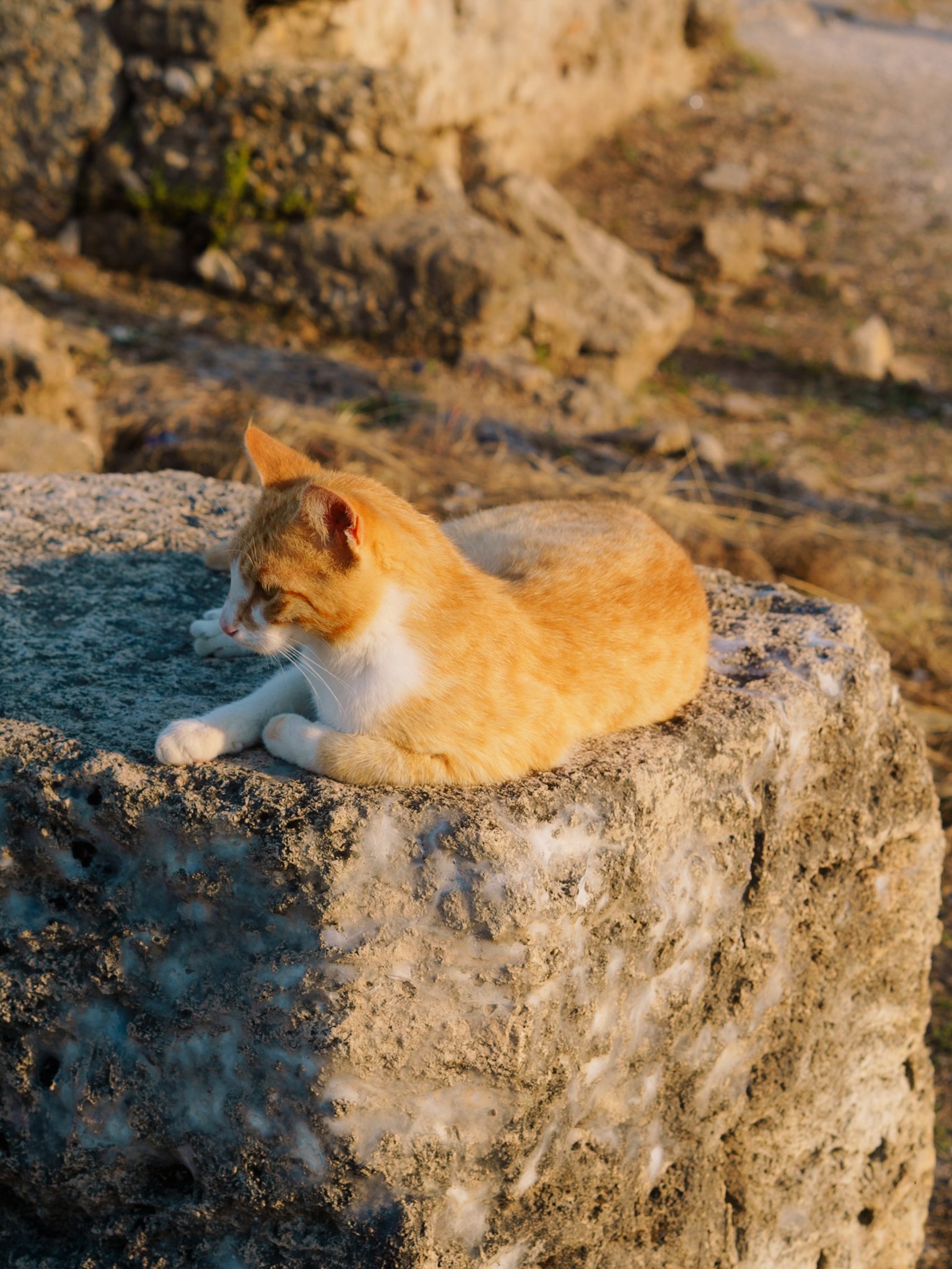 Oranje en witte kat rust op een rots met een rotsachtige achtergrond.