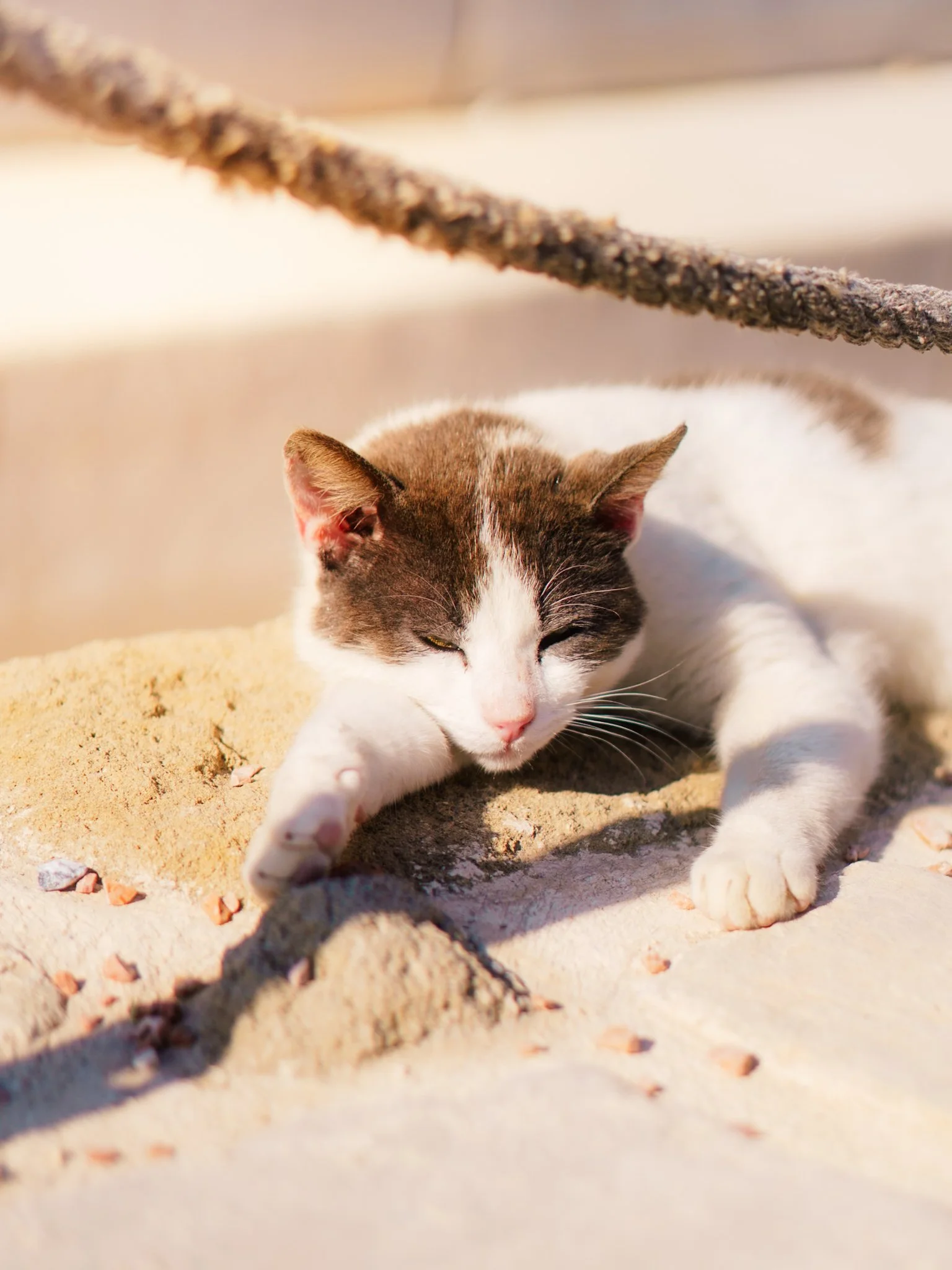 Een slapende kat op zand, met een zandkleurige achtergrond en een muur in de verte.