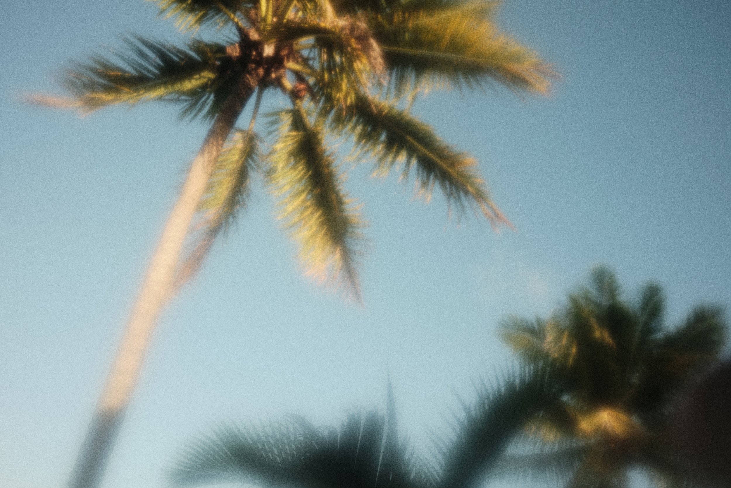 Blurry palm trees against a blue sky 