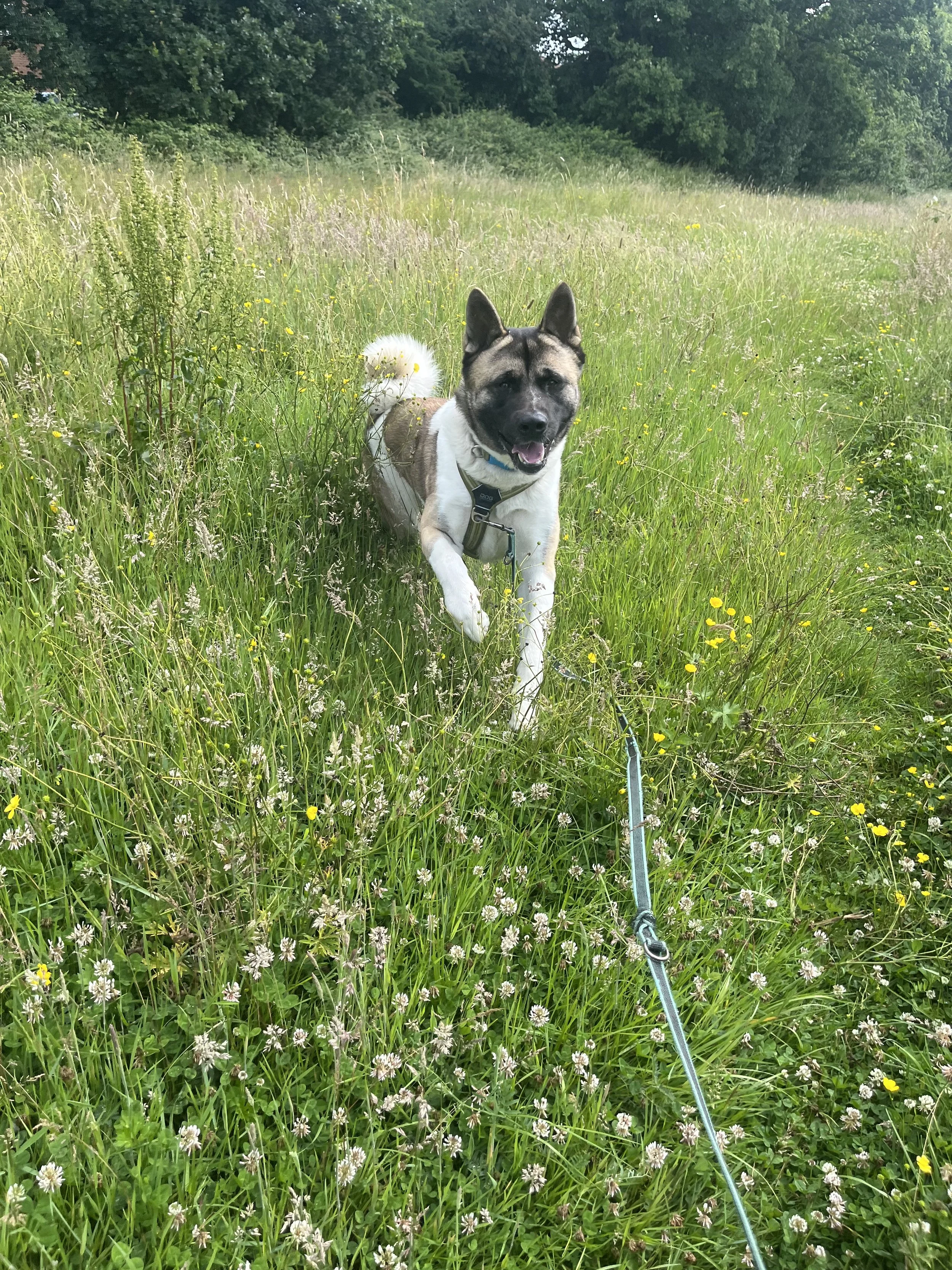 A happy dog running through a grassy field with wildflowers, with a leash attached to its collar.