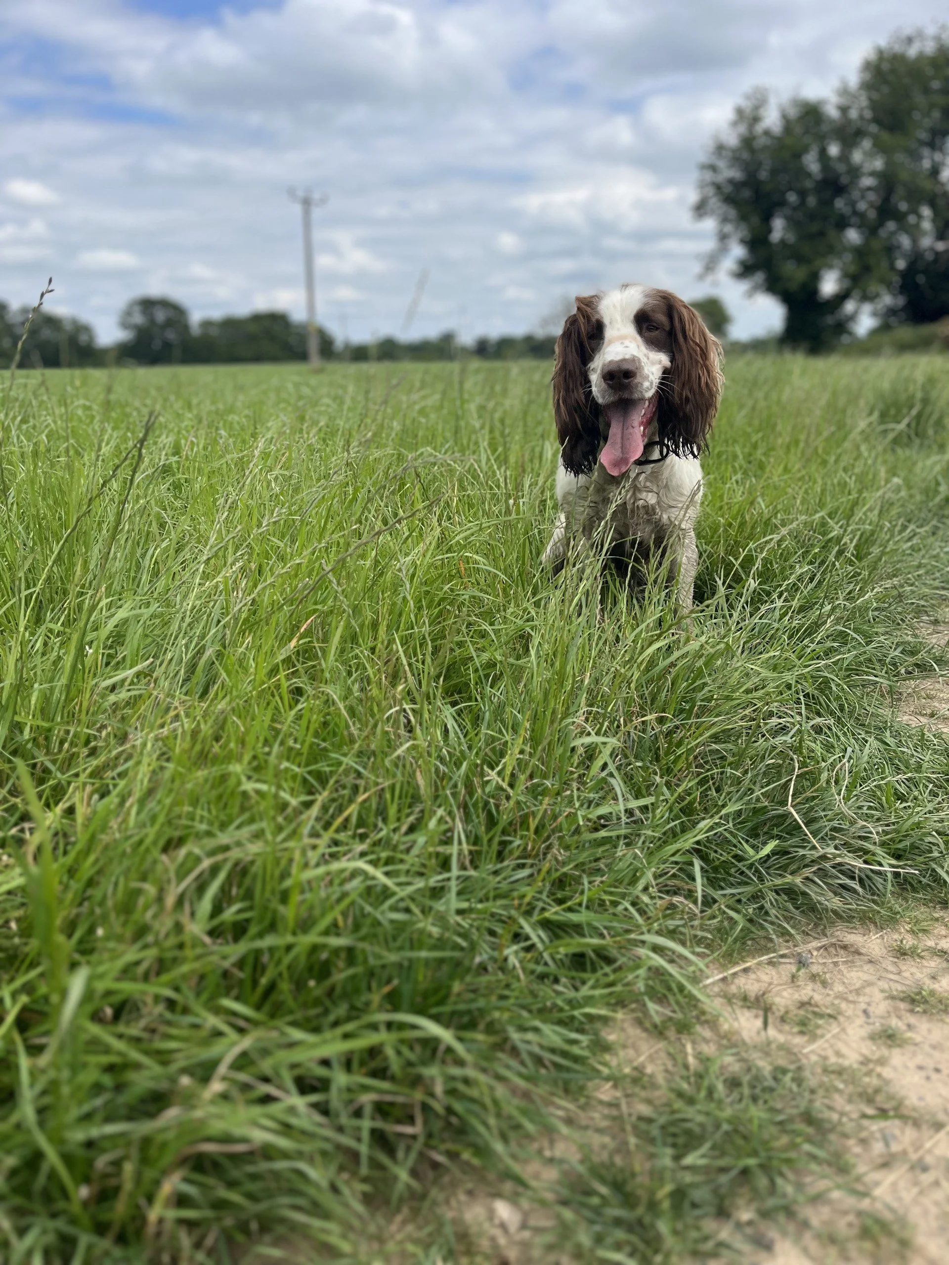 Dog Walking