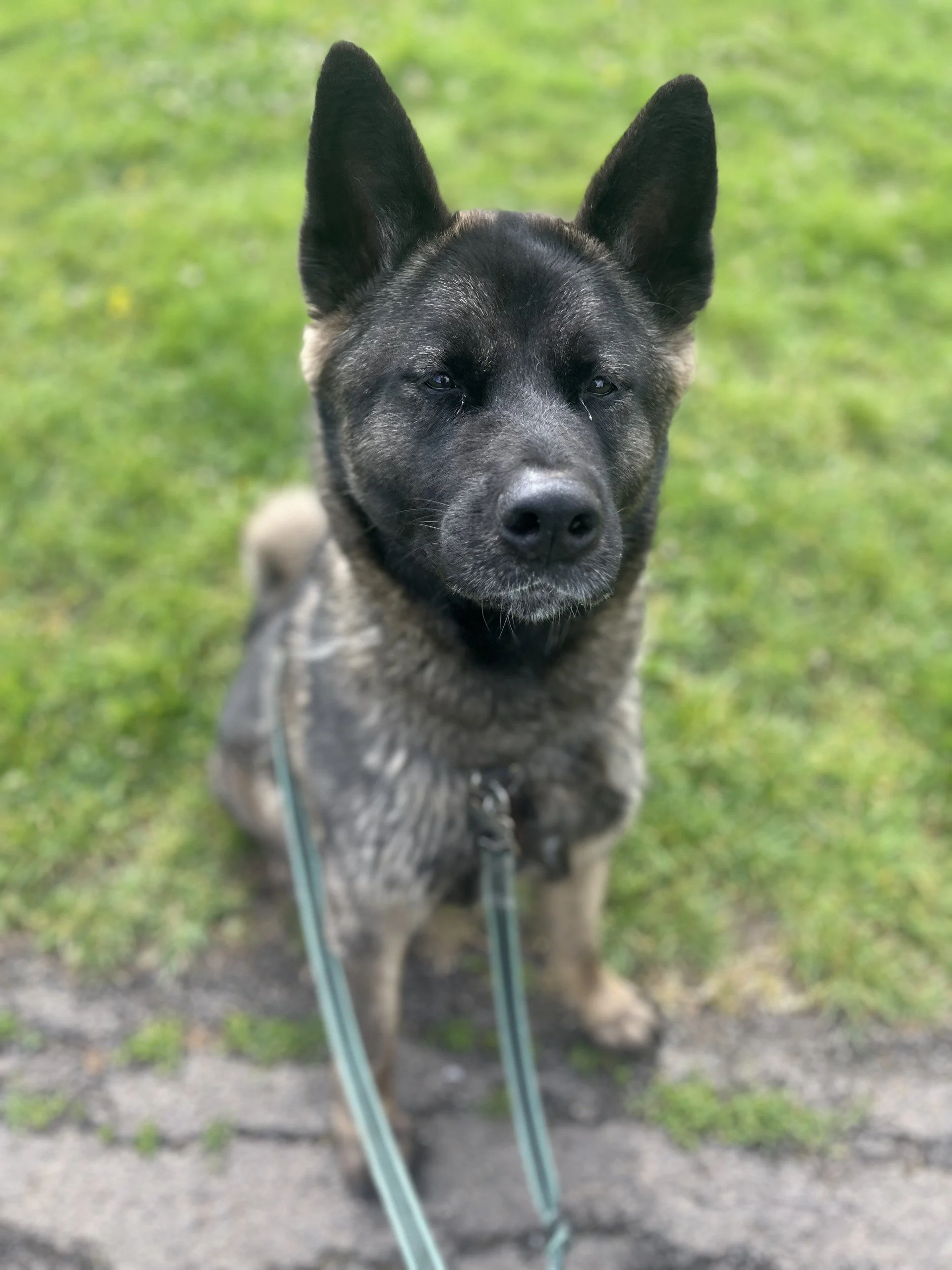 1-1 Dog Training