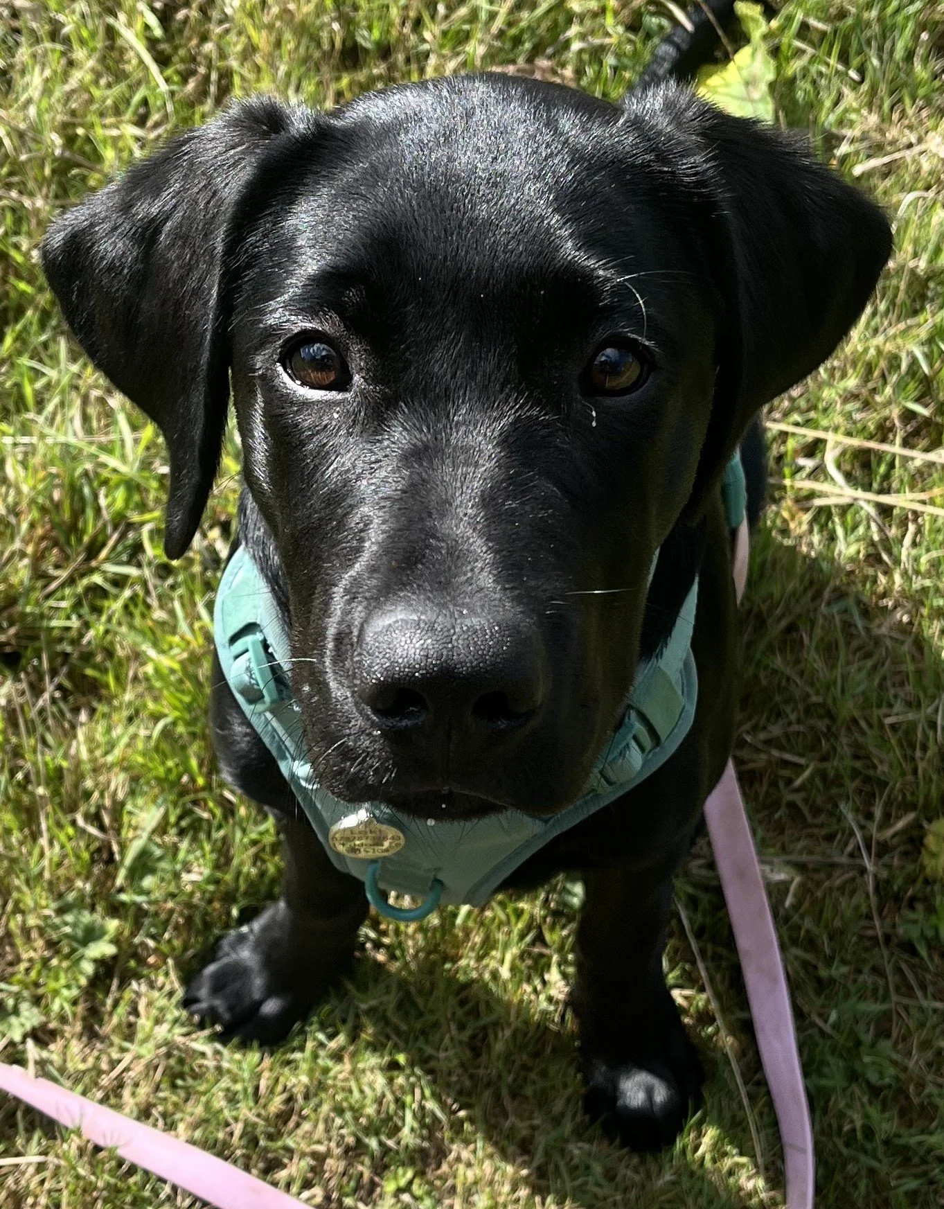 Close-up of a black puppy with shiny fur, sitting on grass, wearing a blue harness, looking up at the camera.