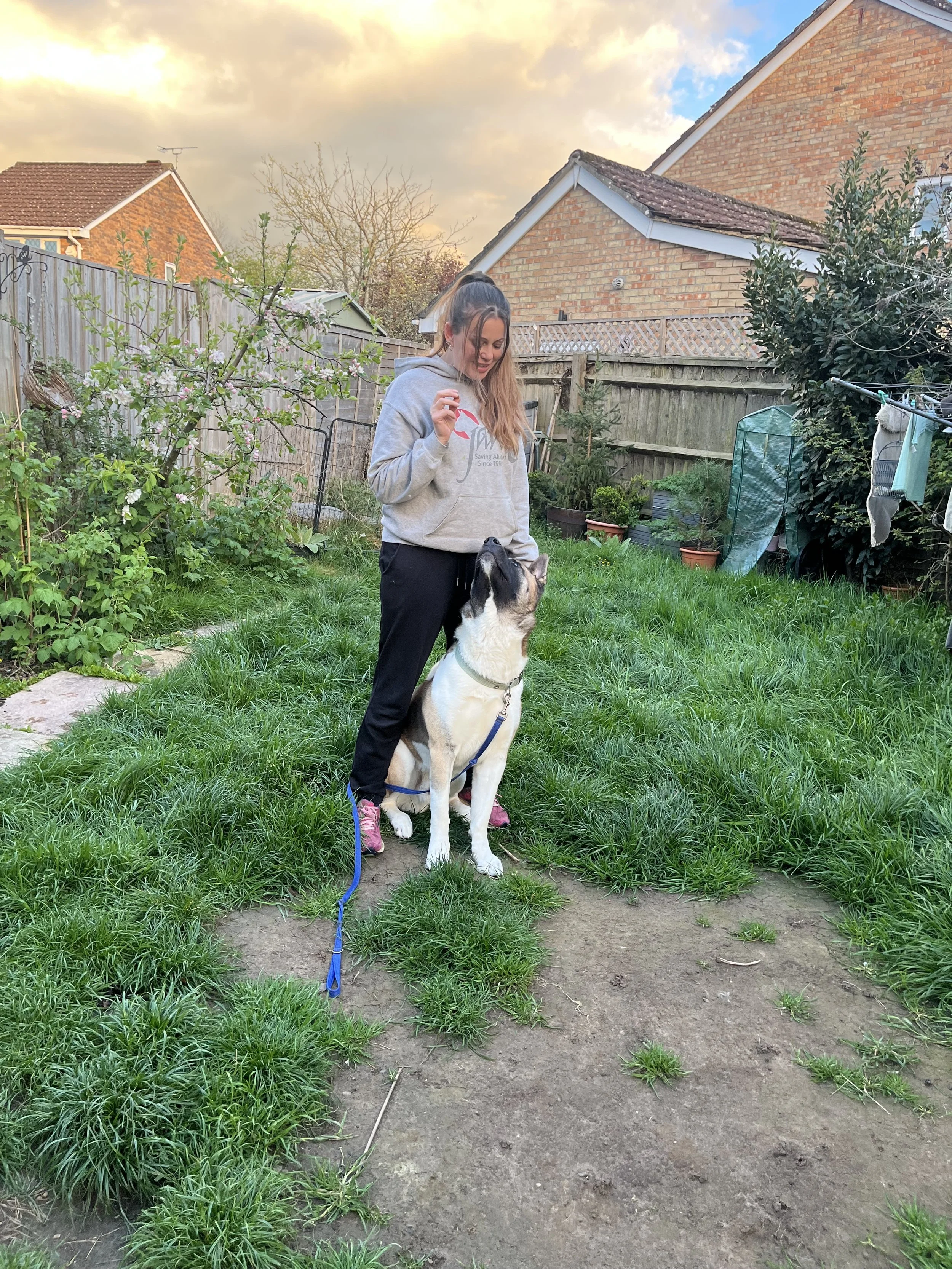 A woman in a gray hoodie and black pants standing in a backyard, smiling at a large dog sitting in front of her. The dog has a white and gray coat and is on a blue leash. The yard has green grass, potted plants, and a wooden fence with houses and a cloudy sky in the background.
