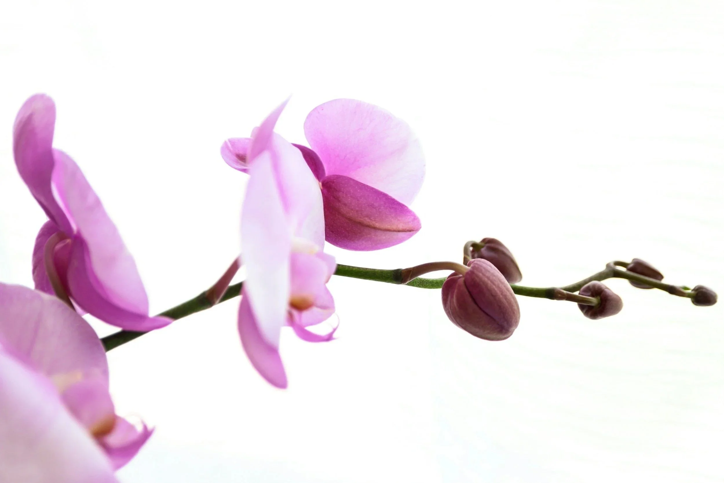Close-up of pink orchids with buds against a white background.