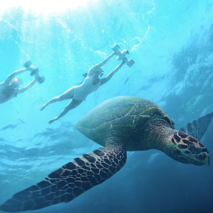 Two people with skateboards swimming underwater alongside a large sea turtle.