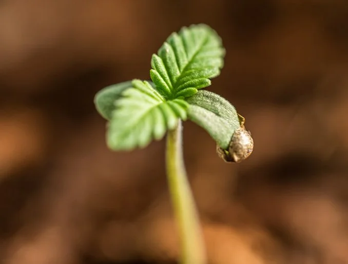 Close-up of a young sprouting seedling with leaves, emerging from the soil.
