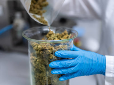 A person wearing a white lab coat and blue gloves is placing a green, leafy substance into a clear glass container.