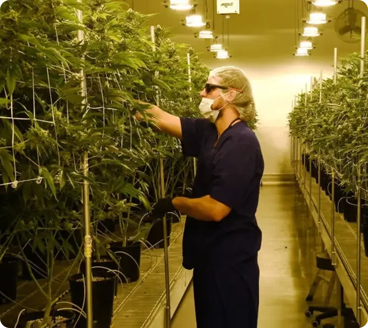 A woman wearing a face mask and gloves tending to cannabis plants in a grow room with grow lights overhead.