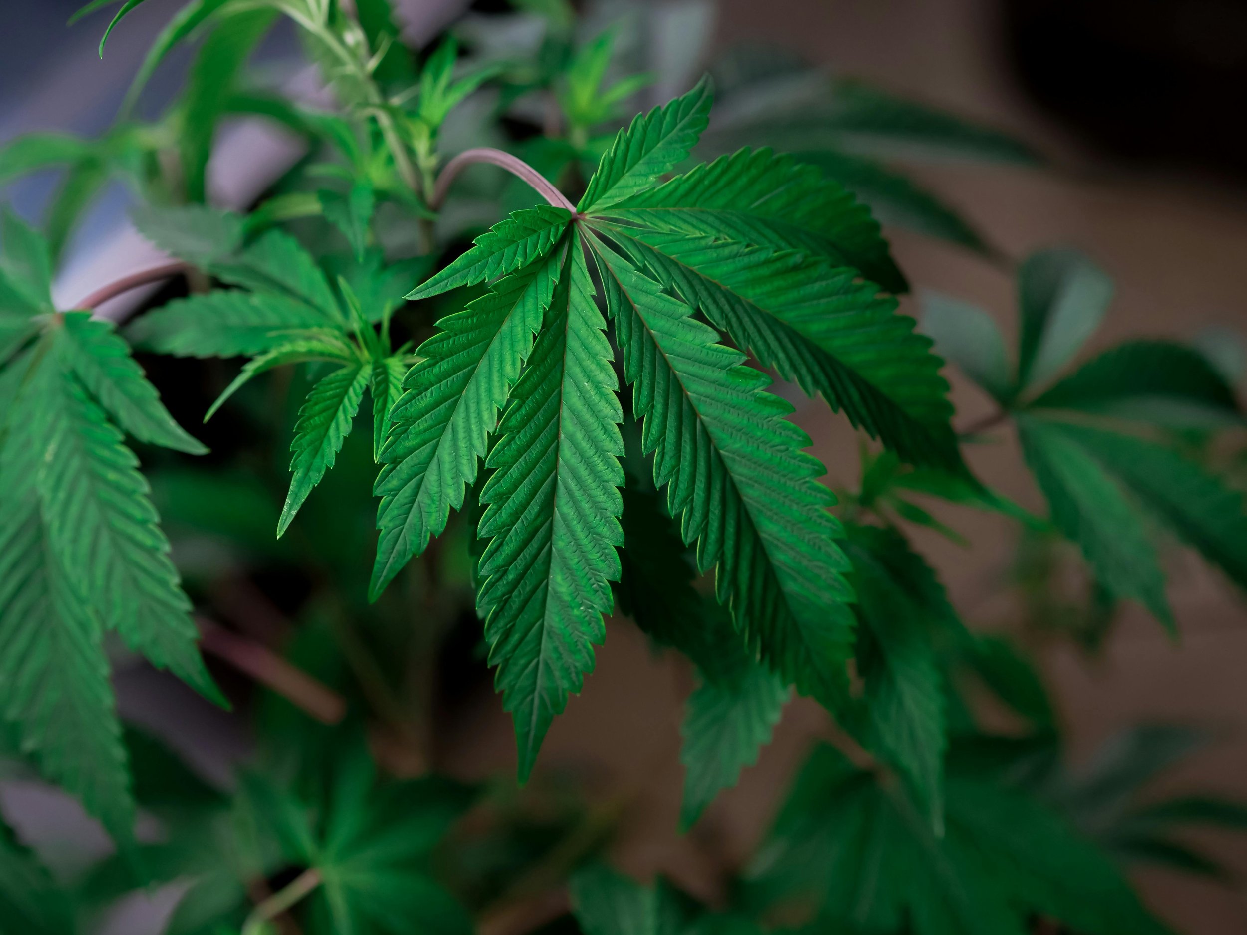Close-up of a cannabis plant leaf.