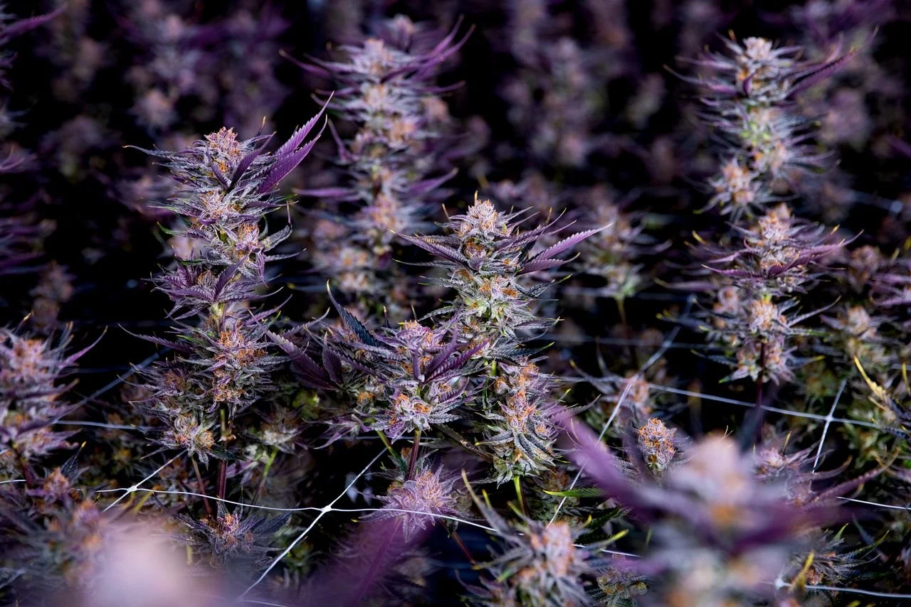 Close-up of cannabis plants with purple-tinged buds and spiky leaves.