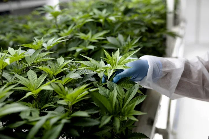 A person in protective gear inspecting cannabis plants in a greenhouse.