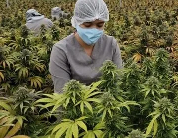 A person wearing a blue face mask, gray scrub top, and hair net working among cannabis plants in a greenhouse.