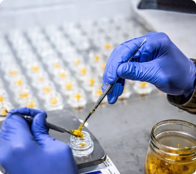 Hands wearing blue gloves handling a yellow substance with precision tools, working over a small glass container in a lab, with numerous similar containers in the background.