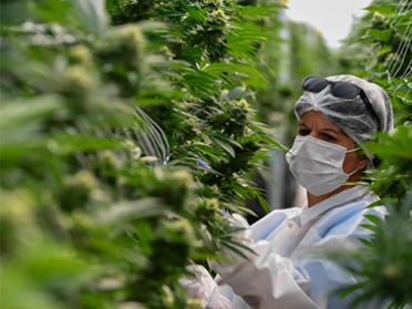 Person wearing a face mask and protective headgear working in a cannabis farm.