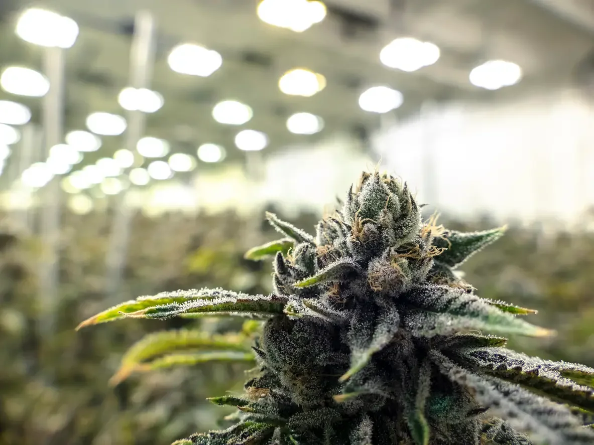 Close-up of a flowering cannabis plant with frosty trichomes in an indoor cultivation facility.