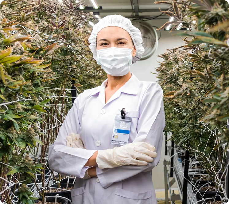 A scientist or worker in a white lab coat, face mask, hairnet, and gloves standing with arms crossed among rows of cannabis plants in a controlled growing facility.