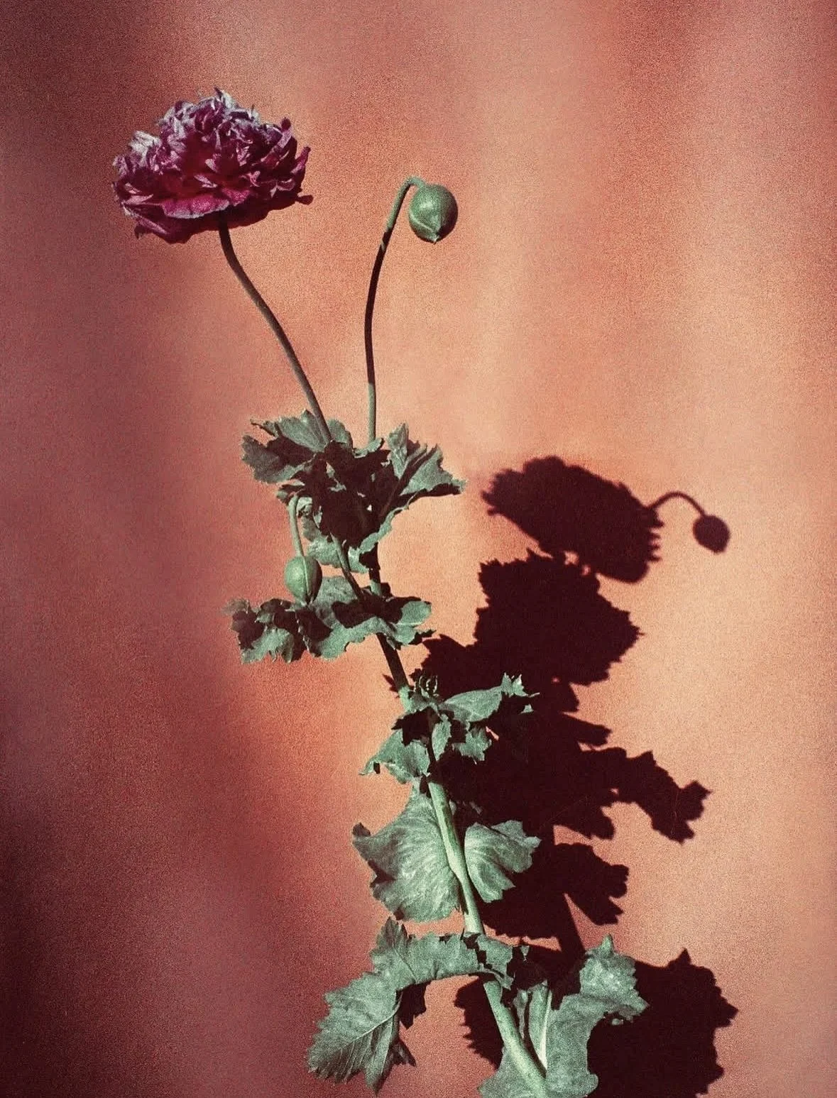 Muse Hair Studio Marina de Rey Los Angeles