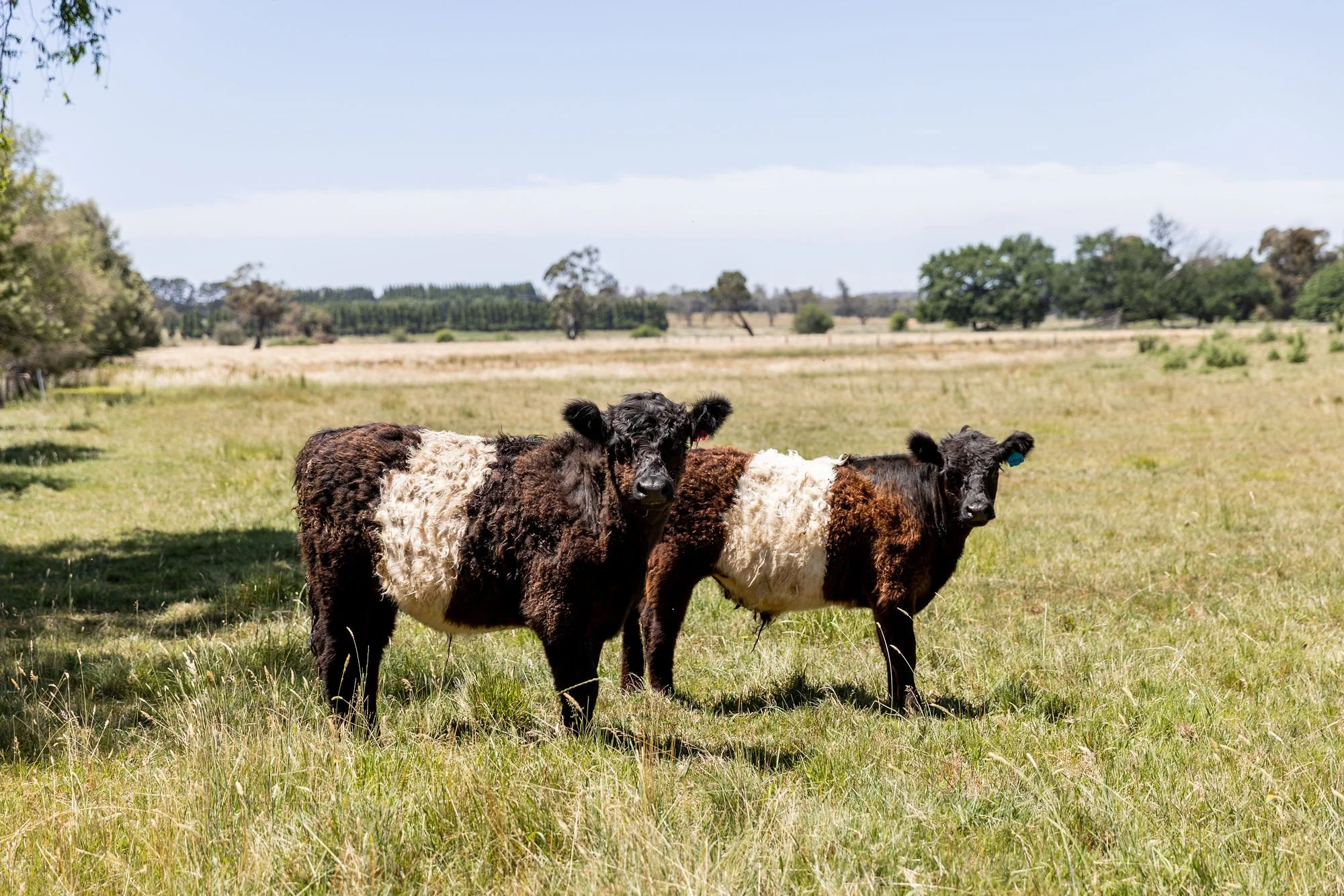 Two young calves with black and white fur standing in a grassy field.