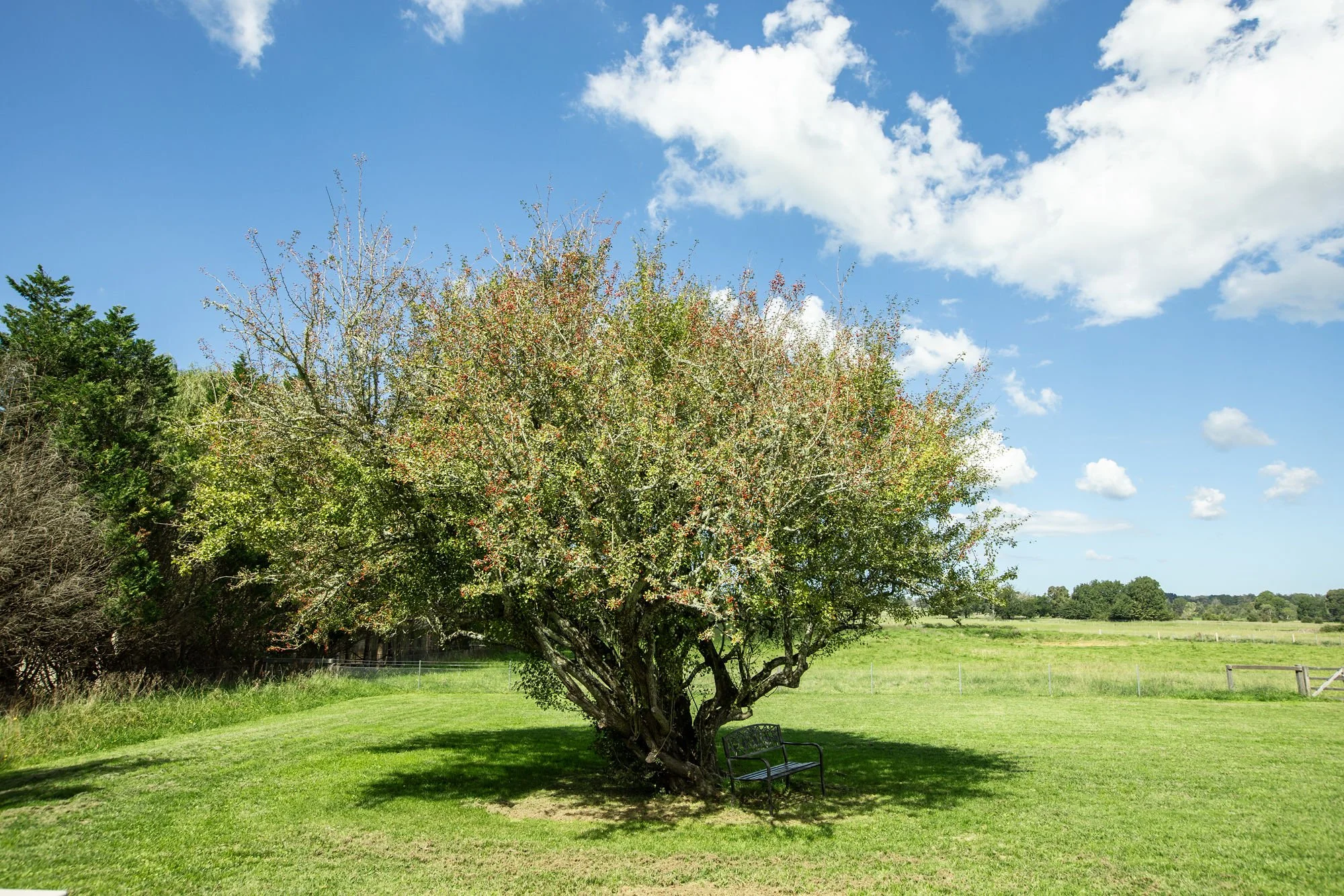 A large flowering tree with a black metal bench underneath, on a grassy field under a blue sky with scattered clouds.