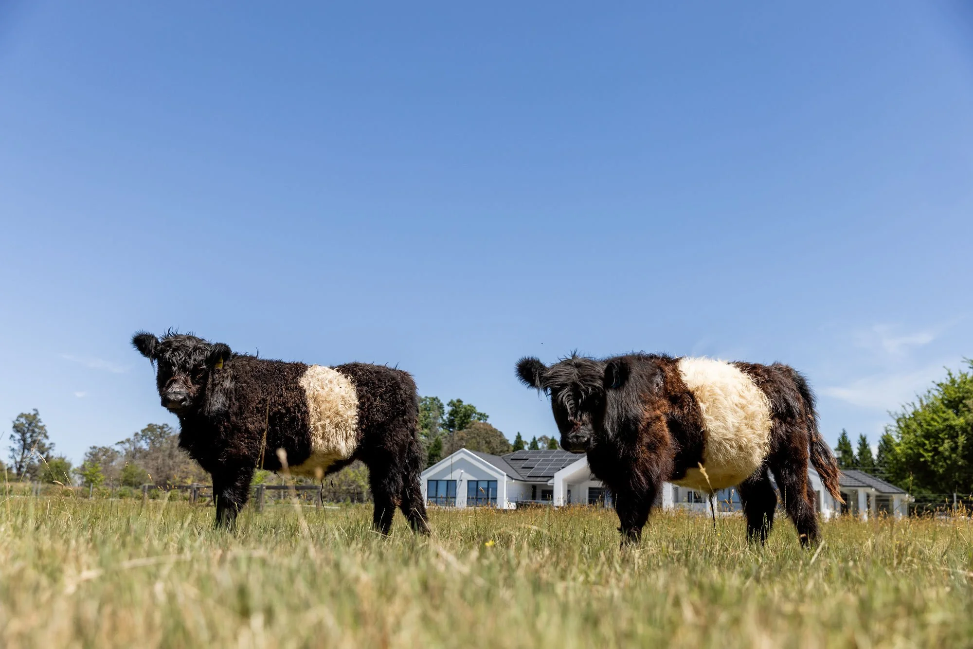 Two Scottish Highland cattle standing in a grassy field with a modern house and trees in the background under a clear blue sky.