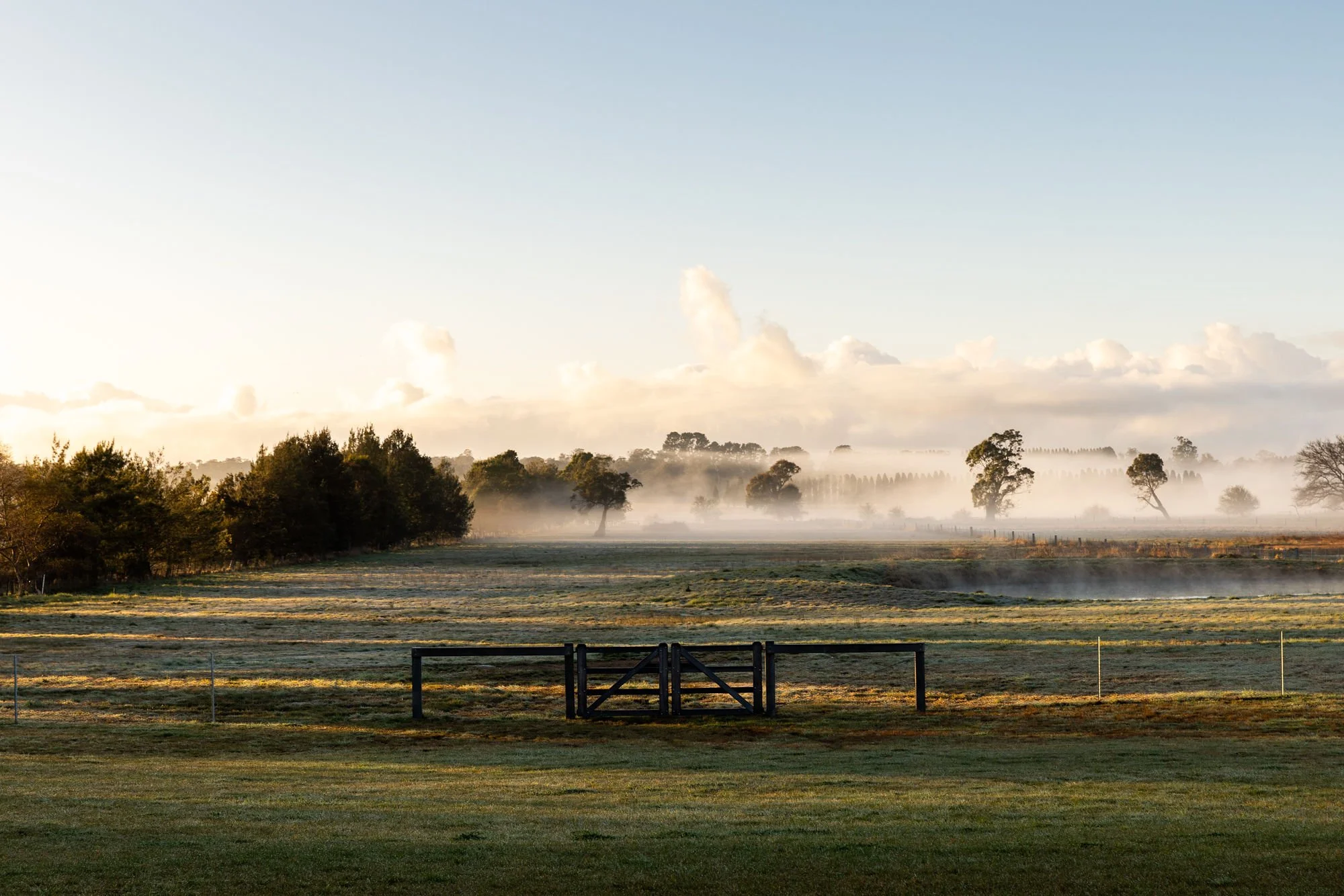 Early morning fog over a grassy field with trees in the background and a small wooden gate in the foreground.