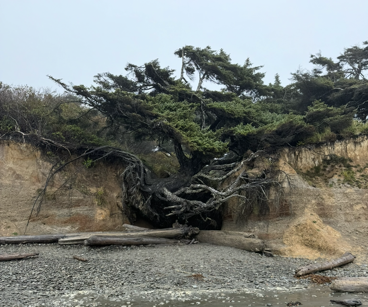 Tree of life